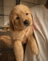 Bella, a female Golden Retriever for sale in Victorville, CA – 4 of 4
