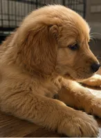 Bambi, a female Golden Retriever for sale in Victorville, CA – 4 of 5