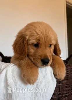 Blossom – Golden Retriever puppy for sale in Victorville, CA