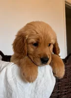 Blossom, a female Golden Retriever for sale in Victorville, CA – 1 of 4