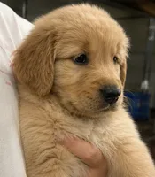 Buddy, a male Golden Retriever for sale in Victorville, CA – 3 of 5