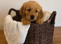 Blue, a male Golden Retriever for sale in Victorville, CA – 5 of 5