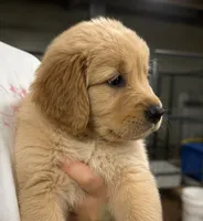 Buddy, a male Golden Retriever for sale in Victorville, CA – 5 of 5