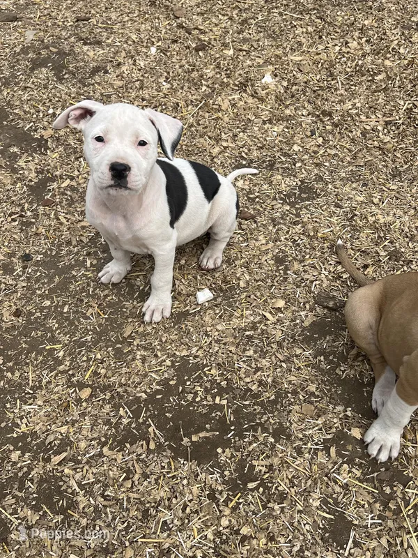 Peach – American Bully, American Pit Bull Terrier puppy for sale in Kalamazoo, MI