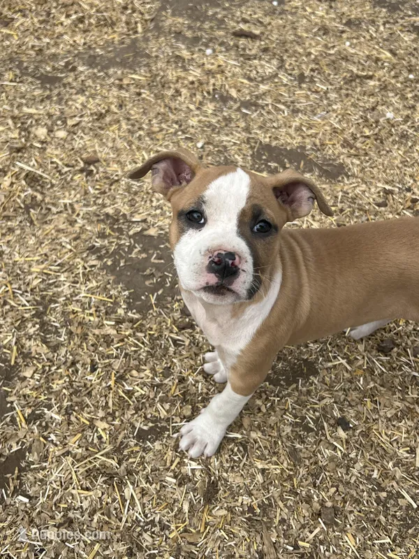 Ava – American Bully, American Pit Bull Terrier puppy for sale in Kalamazoo, MI