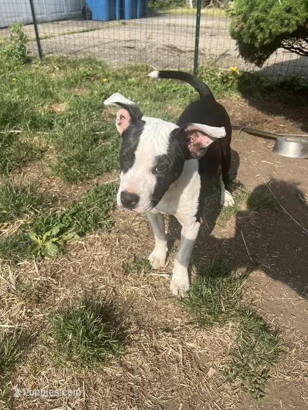 Stella – American Bully, American Pit Bull Terrier puppy for sale in Kalamazoo, MI