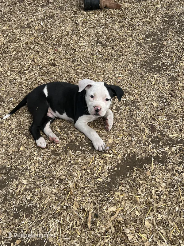 Toast  – American Bully, American Pit Bull Terrier puppy for sale in Kalamazoo, MI