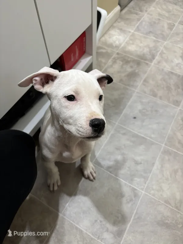 Peach – American Bully, American Pit Bull Terrier puppy for sale in Kalamazoo, MI