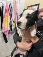 Stella, a female American Bully and American Pit Bull Terrier for sale in Kalamazoo, MI – 1 of 1