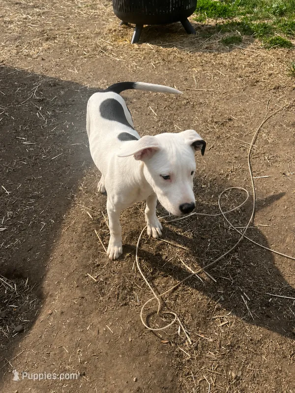 Peach – American Bully, American Pit Bull Terrier puppy for sale in Kalamazoo, MI