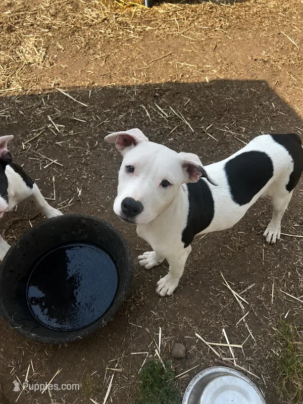 Peach – American Bully, American Pit Bull Terrier puppy for sale in Kalamazoo, MI