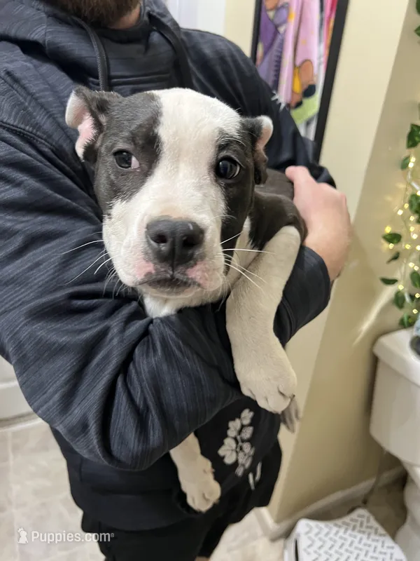 Stella  – American Bully, American Pit Bull Terrier puppy for sale in Kalamazoo, MI