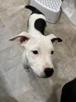 Peach, a female American Bully and American Pit Bull Terrier for sale in Kalamazoo, MI – 2 of 2
