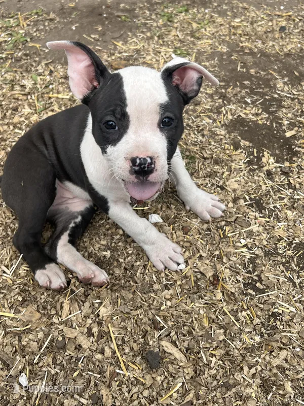 Stella  – American Bully, American Pit Bull Terrier puppy for sale in Kalamazoo, MI