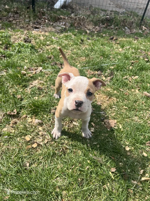 Prune  – American Bully, American Pit Bull Terrier puppy for sale in Kalamazoo, MI