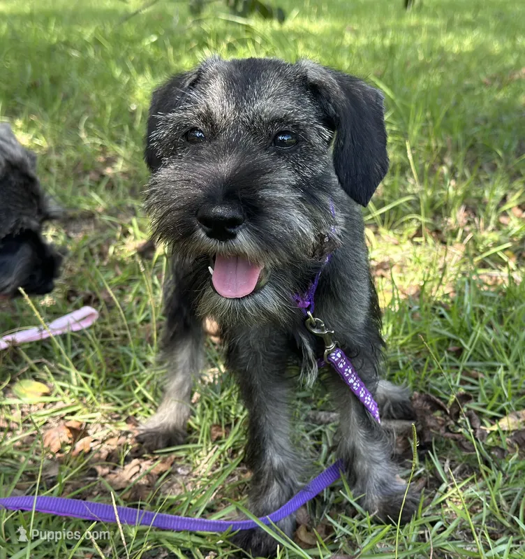 sunny – Standard Schnauzer puppy for sale in Brooklet, GA