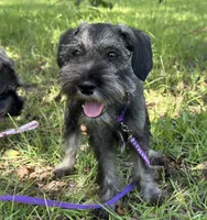 sunny, a female Standard Schnauzer for sale in Brooklet, GA – 1 of 9