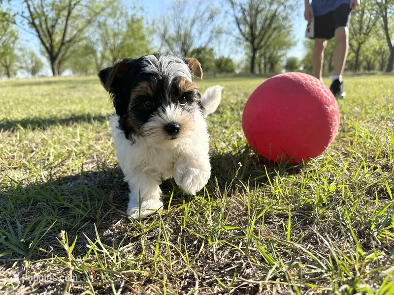 Baxter – Biewer puppy for sale in Brooklet, GA