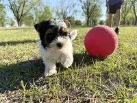 Baxter, a male Biewer for sale in Brooklet, GA – 1 of 4