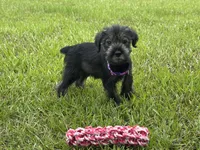 sunny, a female Standard Schnauzer for sale in Brooklet, GA – 3 of 6