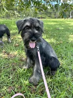 gretta, a female Standard Schnauzer for sale in Brooklet, GA – 2 of 9