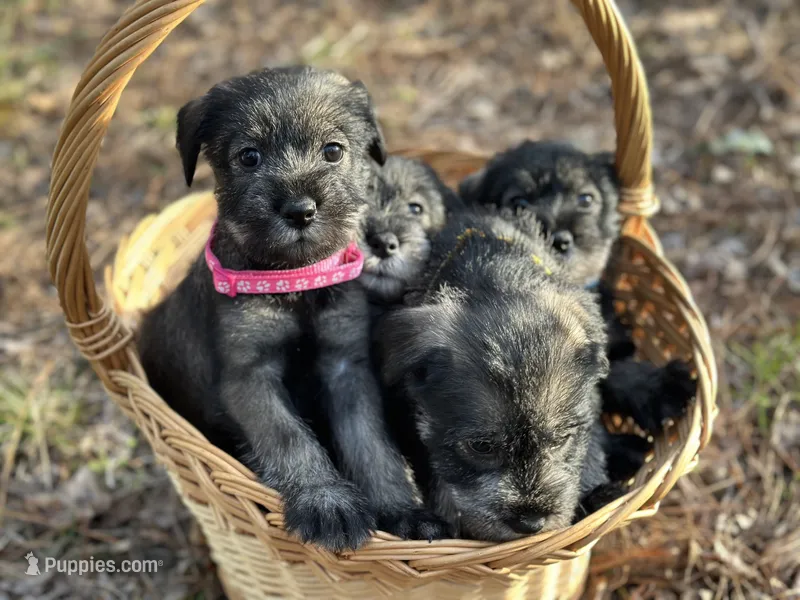 gretta – Standard Schnauzer puppy for sale in Brooklet, GA