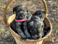 gretta, a female Standard Schnauzer for sale in Brooklet, GA – 1 of 1