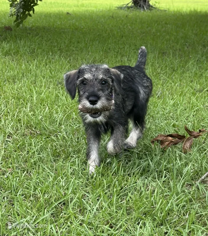 Millie – Standard Schnauzer puppy for sale in Brooklet, GA
