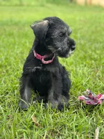 gretta, a female Standard Schnauzer for sale in Brooklet, GA – 3 of 4
