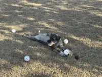 Hazel, a female Standard Schnauzer for sale in Statesboro, GA – Photo 9 of 9