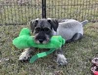 Hazel, a female Standard Schnauzer for sale in Statesboro, GA – Photo 2 of 9