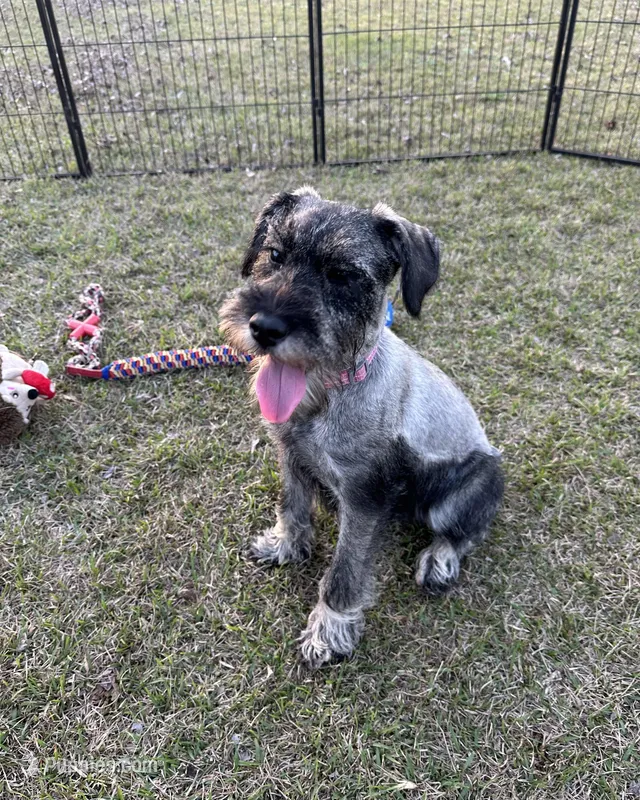 Hazel – Standard Schnauzer puppy for sale in Statesboro, GA