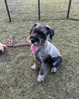 Hazel, a female Standard Schnauzer for sale in Statesboro, GA – Photo 1 of 9