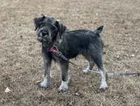 Hazel, a female Standard Schnauzer for sale in Statesboro, GA – Photo 2 of 4