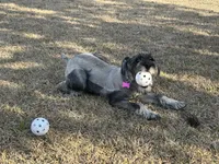 Hazel, a female Standard Schnauzer for sale in Statesboro, GA – Photo 8 of 9