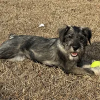 Hazel, a female Standard Schnauzer for sale in Statesboro, GA – Photo 5 of 9