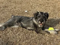 Hazel, a female Standard Schnauzer for sale in Statesboro, GA – Photo 3 of 4
