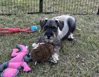 Hazel, a female Standard Schnauzer for sale in Statesboro, GA – Photo 7 of 9