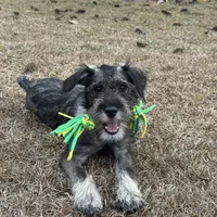 Hazel, a female Standard Schnauzer for sale in Statesboro, GA – Photo 3 of 9