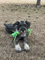 Hazel, a female Standard Schnauzer for sale in Statesboro, GA – Photo 1 of 4