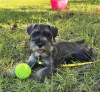 Ranger, a male Standard Schnauzer for sale in Brooklet, GA – 6 of 10