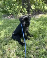 Ranger, a male Standard Schnauzer for sale in Brooklet, GA – 5 of 5