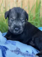 otto, a male Standard Schnauzer for sale in Brooklet, GA – 7 of 10