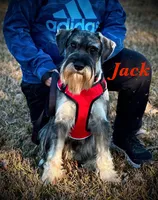 otto, a male Standard Schnauzer for sale in Brooklet, GA – 5 of 10