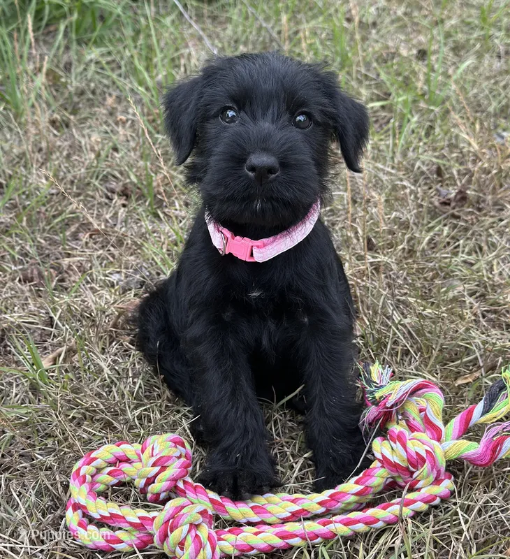 Millie – Standard Schnauzer puppy for sale in Brooklet, GA