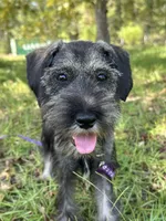 sunny, a female Standard Schnauzer for sale in Brooklet, GA – 4 of 9