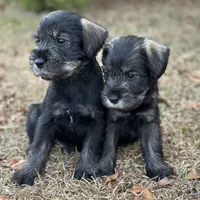 Ruby, a female Standard Schnauzer for sale in Statesboro, GA – Photo 9 of 10