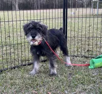 Ruby, a female Standard Schnauzer for sale in Statesboro, GA – Photo 2 of 10
