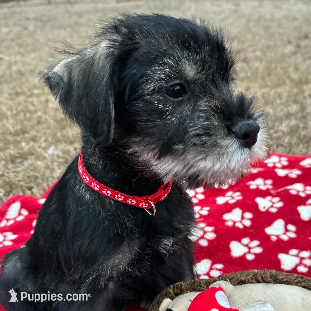 Ruby, a female Standard Schnauzer for sale in Statesboro, GA – Photo 5 of 10