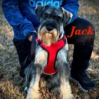 Ruby, a female Standard Schnauzer for sale in Statesboro, GA – Photo 7 of 10